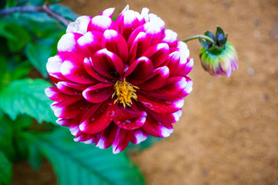 Close-up of pink flowering plant