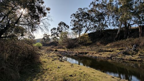 River amidst trees in forest against sky