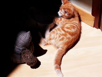 Cat sitting on wooden floor at home