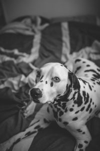 High angle view of dog sitting on bed at home