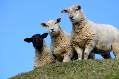 Low angle view of sheep on field against clear sky