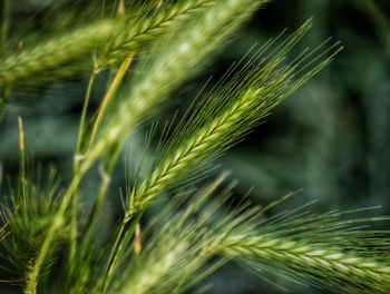 Close-up of wheat growing on field