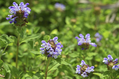 Close-up of purple flowering plant