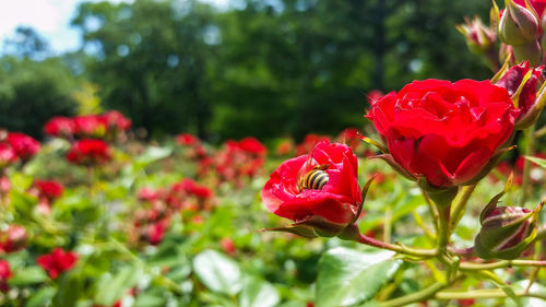 Close-up of red flowers blooming outdoors