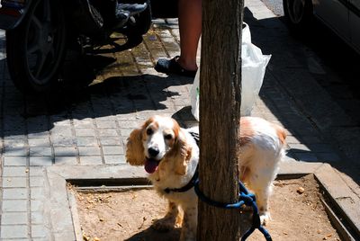 Close-up of dog