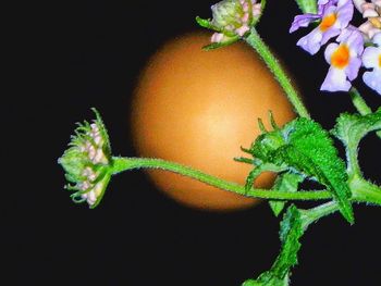 Close-up of plants