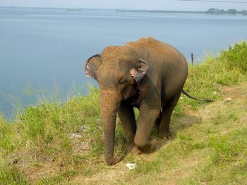 View of a elephant walking