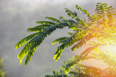 Close-up of leaves on tree