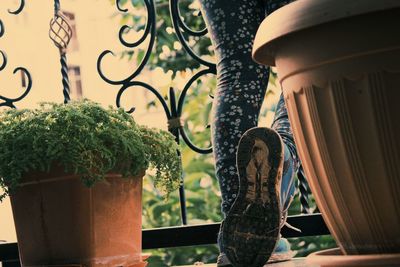 Close-up of potted plant