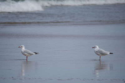 Seagulls on beach