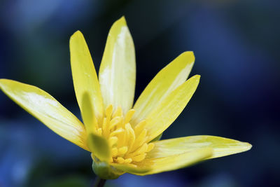 Close-up of yellow flower