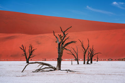 Bare tree on snow covered land against sky