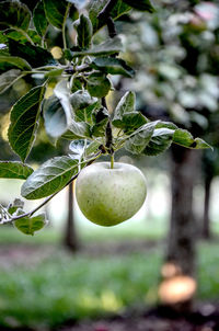 Close-up of fruits growing on tree