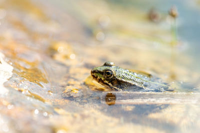 Close-up of frog on water