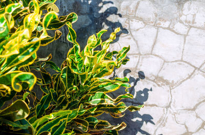 High angle view of plant growing on footpath