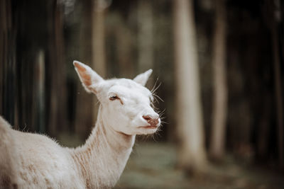 Close-up of white horse