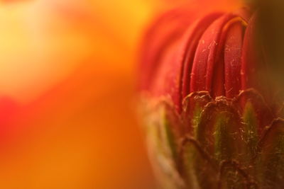 Close-up of orange flower