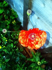 Close-up of red flower blooming outdoors