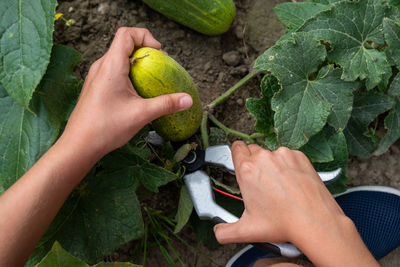 Cropped image of hand holding fresh green leaves