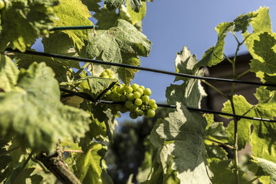 Low angle view of berries growing on plant