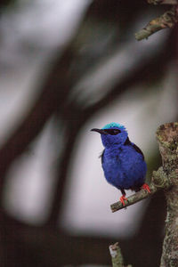 High angle view of bird perching on wall