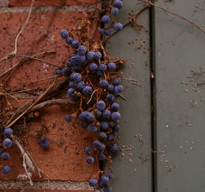 Close-up of grapes