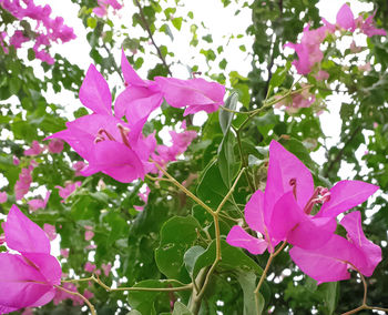 Close-up of pink rose on plant