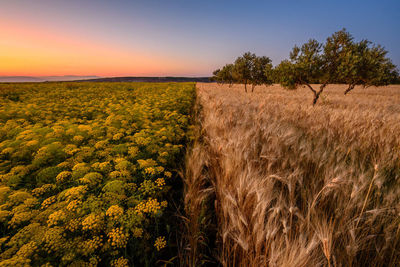 Scenic view of field against sky during sunset