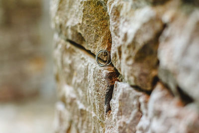 Close-up of lizard on rock