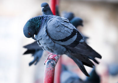 Close-up of pigeon perching