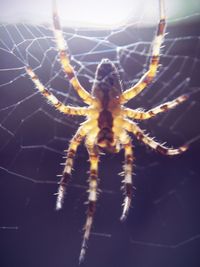 Close-up of spider web