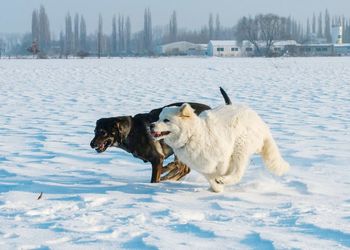 Dogs on snow covered landscape during winter