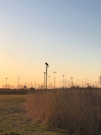 Scenic view of field against clear sky during sunset
