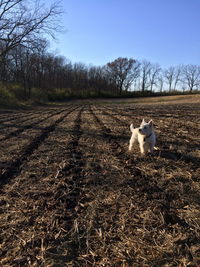 West highland white terrier standing on field