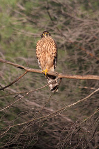 Bird perching on a tree