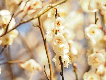 Close-up of white cherry blossom plant