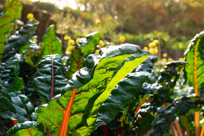 Close-up of fresh green leaves on land