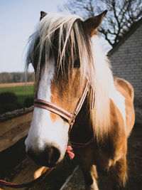 Close-up of horse in ranch