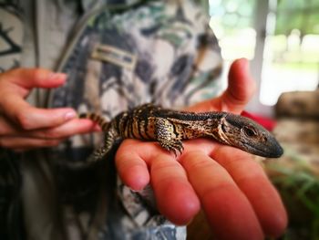Close-up of hand holding lizard