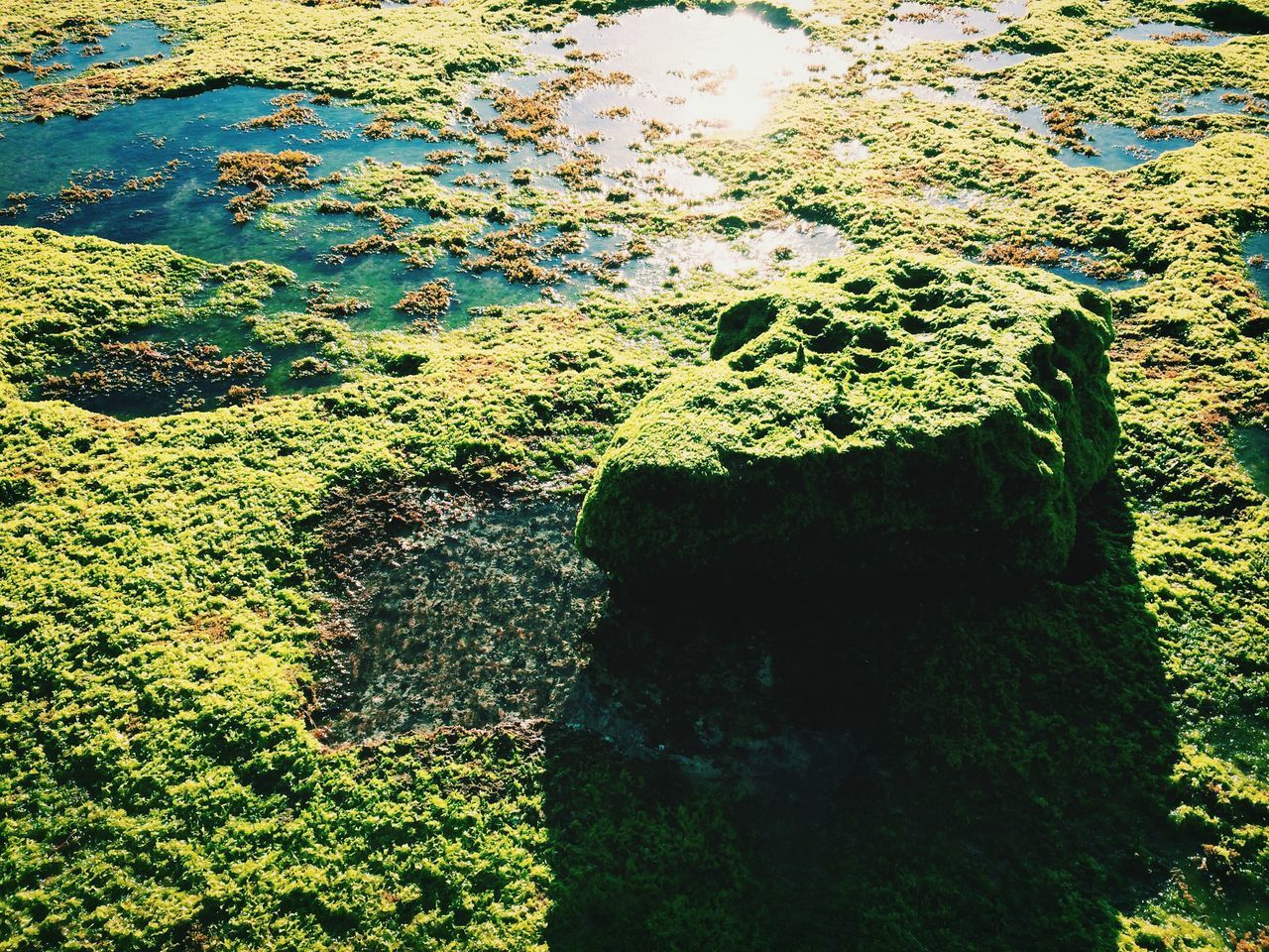 Praia Do Algodio