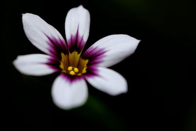 Close-up of cosmos flower blooming against black background
