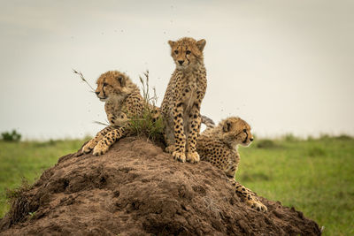 Three cheetah cubs scanning horizon on mound