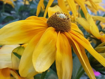 Close-up of yellow flower blooming outdoors