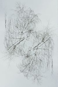 Low angle view of bare tree against clear sky