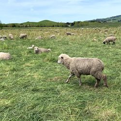 Sheep in a field