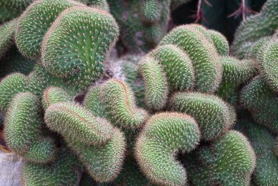 Full frame shot of succulent plant