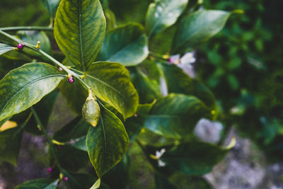 leaf