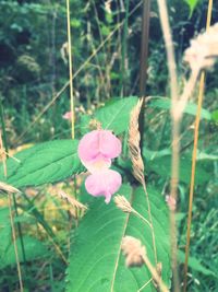 Close-up of pink flowers