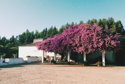 Flower trees against clear sky