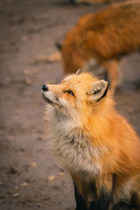 Close-up of a dog looking away